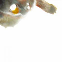 Spider Kitten : Rats from a Sinking Ship